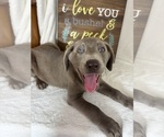 Small #2 Labrador Retriever