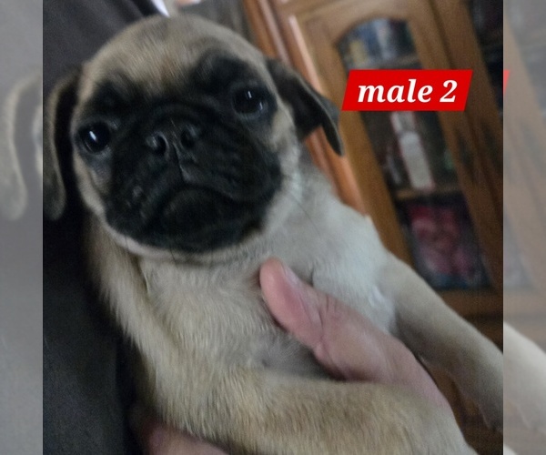 Medium Photo #4 Pug Puppy For Sale in ROSCOMMON, MI, USA