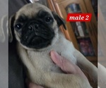 Small #3 Pug