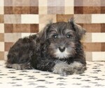 Small #1 Schnauzer (Miniature)
