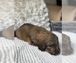 Small #11 Bernedoodle