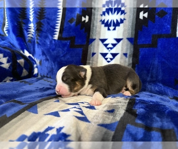 Medium Photo #1 Australian Shepherd Puppy For Sale in PENDLETON, OR, USA