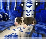 Small Photo #1 Australian Shepherd Puppy For Sale in PENDLETON, OR, USA