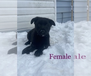 German Shepherd Dog Puppy for sale in Smiths Falls, Ontario, Canada