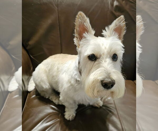 Medium Photo #3 Mutt Puppy For Sale in Dallas, TX, USA