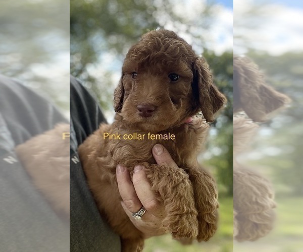 Medium Photo #7 Goldendoodle Puppy For Sale in CROTON, MI, USA