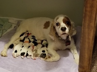 Mother of the Cocker Spaniel puppies born on 10/10/2017