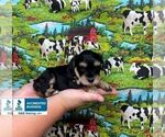 Small Photo #2 Schnoodle (Miniature) Puppy For Sale in WINNSBORO, LA, USA