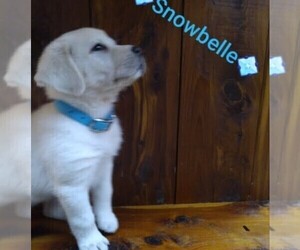 Labrador Retriever Puppy for sale in LINDEN, TN, USA
