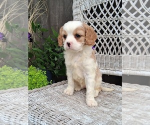 Cavapoo (Miniature) Puppy for sale in STANLEY, WI, USA