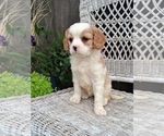Small Photo #1 Cavapoo (Miniature) Puppy For Sale in STANLEY, WI, USA