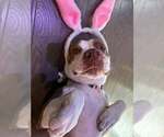 Small #3 American Staffordshire Terrier Mix