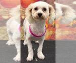 Fluffy - Female Bichon Frise Dog for Adoption - Small photo