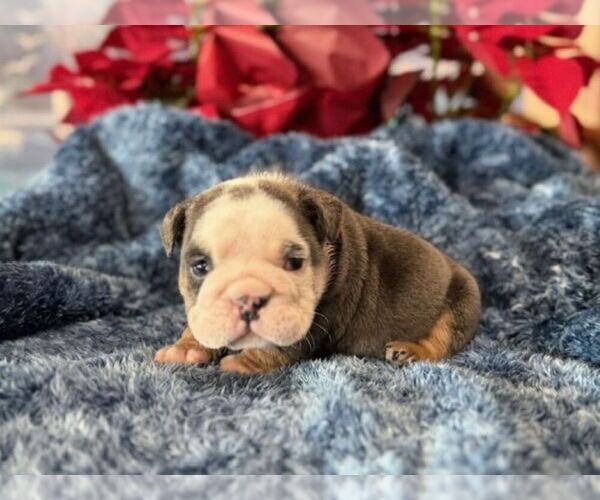 Medium Photo #6 English Bulldog Puppy For Sale in OOLOGAH, OK, USA