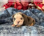 Small #5 English Bulldog