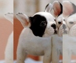 Small #6 French Bulldog