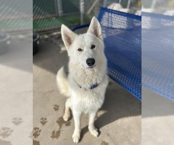 Medium Photo #1 German Shepherd Dog-Unknown Mix Puppy For Sale in Chula Vista, CA, USA