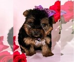 Small #1 Yorkshire Terrier