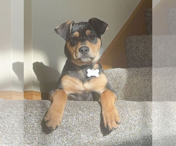 Medium Photo #3 Colonial Cocker Spaniel-Labrador Retriever Mix Puppy For Sale in St. Louis Park, MN, USA