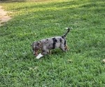 Small #4 Miniature Australian Shepherd