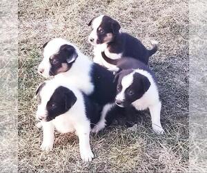 Border Collie Puppy for sale in PROLE, IA, USA