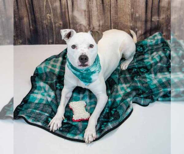 Medium Photo #7 Bulldog-Unknown Mix Puppy For Sale in Kennesaw, GA, USA