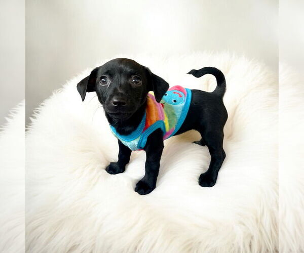 Medium Photo #1 Chihuahua Puppy For Sale in Menifee, CA, USA