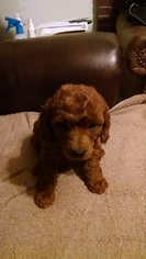 Poodle (Toy) Puppy for sale in INDIANA, PA, USA