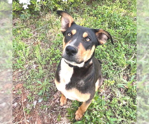 Medium Photo #7 Doberman Pinscher Puppy For Sale in Rutherfordton, NC, USA