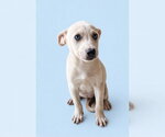 Small #1 Carolina Dog-Labrador Retriever Mix