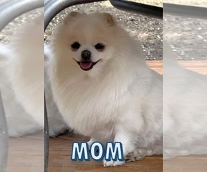 Mother of the Pomeranian puppies born on 06/15/2025
