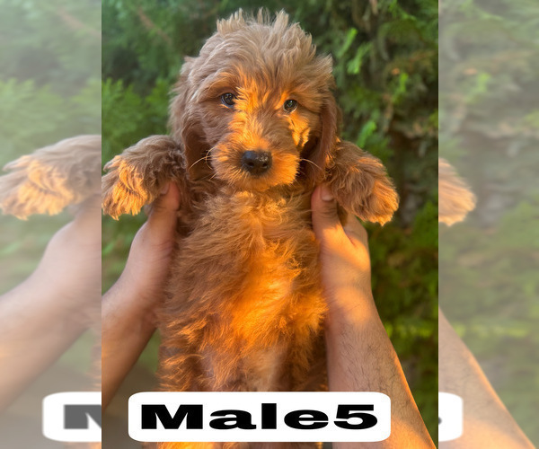 Medium Photo #36 Goldendoodle (Miniature) Puppy For Sale in BAKERSFIELD, CA, USA