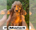 Small #35 Goldendoodle (Miniature)