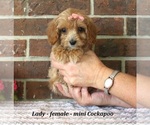 Small #2 Cockapoo (Miniature)
