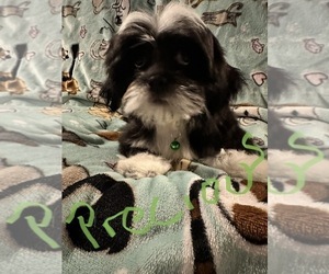 Lhasa Apso Puppy for sale in VANCOUVER, WA, USA
