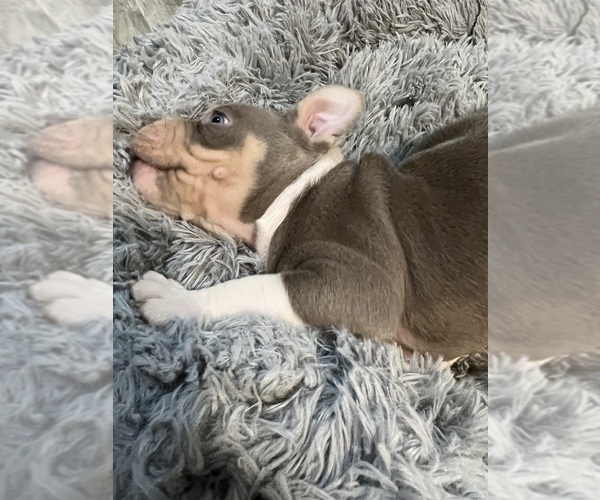 Medium Photo #4 American Bully Puppy For Sale in WESTVILLE, IN, USA