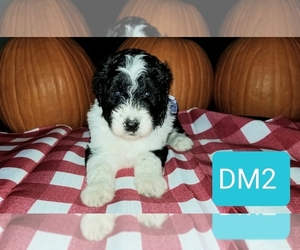 Aussiedoodle Puppy for sale in BROOKSVILLE, FL, USA