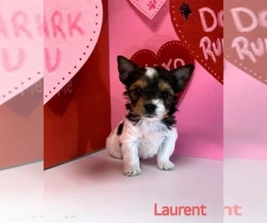 Yorkshire Terrier Puppy for sale in FORT WORTH, TX, USA