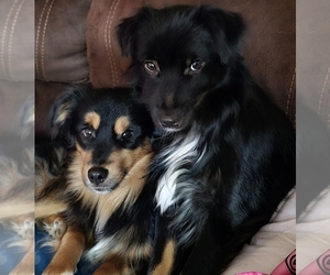 Miniature Australian Shepherd Puppy for sale in SPRINGFIELD, IL, USA