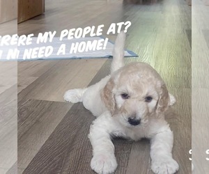 Goldendoodle Puppy for Sale in BOLINGBROOK, Illinois USA