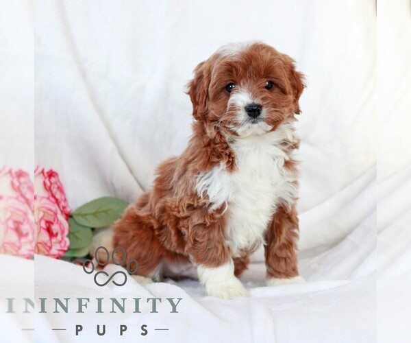 Medium Photo #3 Cavapoo (Miniature) Puppy For Sale in LITITZ, PA, USA