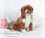 Small #2 Cavapoo (Miniature)