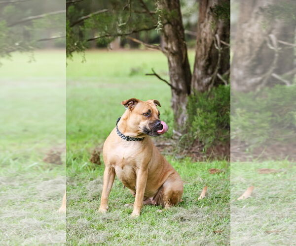 Medium Photo #8 Mutt Puppy For Sale in  Gainesville, FL, USA