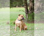 Small #7 Mutt