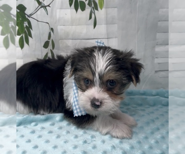 Medium Photo #35 Shorkie Tzu Puppy For Sale in SELLERSBURG, IN, USA