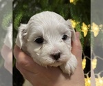 Small #6 Maltese
