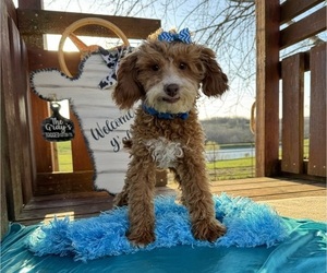 Poodle (Miniature) Puppy for sale in BOLINGBROOK, IL, USA