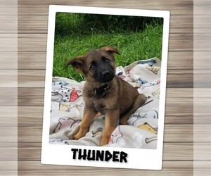 Medium German Shepherd Dog