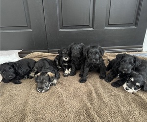 Schnauzer (Miniature) Litter for sale in HIGHLAND, CA, USA