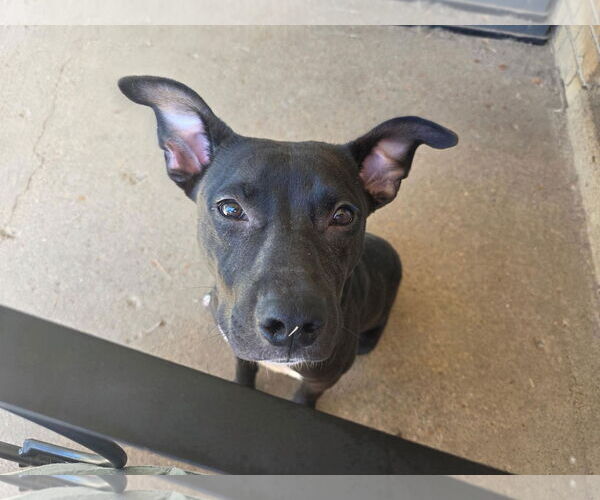 Medium Photo #2 American Pit Bull Terrier-Unknown Mix Puppy For Sale in Germantown, OH, USA